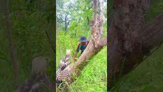 A Man See Beautiful Eagle On a Tree part 04 baesungwoo birds eagle wildlife nature forest [upl. by Nama]