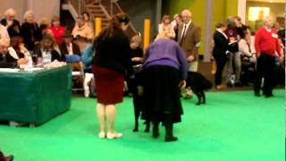 Crufts 2012 Flatcoated Retriever Yearling Dog [upl. by Katie]