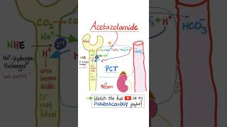 Acetazolamide Diuretics  Pharmacology…mbbs nurse nclex doctor usmle pharmacist veterinary [upl. by Selfridge174]