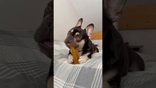 Bone chew ASMR sunnyfrench asmrvideo dogasmr frenchbulldoglife cutedogs [upl. by Nnaerb]