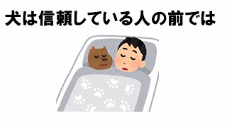 犬の飼い主への愛情表現の雑学 [upl. by Stacee]