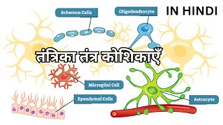 तंत्रिका तंत्र कोशिकाएँ Neuroglia Oligodendrocytes Astrocytes Microglia Ependymal Schwann Satellite [upl. by Osei]