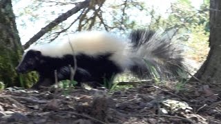 Striped Skunk  WAY Too Close For Comfort Mephitis mephitis [upl. by Mientao]