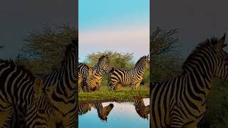 Zebras In Gorgeous Light animals wildanimals africanwildanimals [upl. by Sidras201]