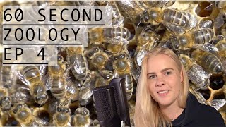 60 Second Zoology  Altruistic Honeybees [upl. by Kamaria]