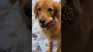 Are you ready for winter again shorts goldenretriever firewood dog cabinlife winter [upl. by Racso]