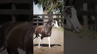 Criollo vs Quarter Horse  Cost Comparison shorts horses [upl. by Ronyam846]