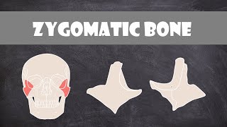 Zygomatic Bone  Anatomy [upl. by Ayiram547]