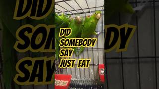 Did Somebody Say JUST EAT 🍩 🦜 funny parrot funnyanimals street hiphop shorts justeat latto [upl. by Lacsap]