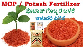 POTASH fertilizer  ಪೊಟ್ಯಾಷ್ ರಸಗೊಬ್ಬರ  MOP Fertilizer in Kannada  KFertilizer  Potassium K [upl. by Lemmor]