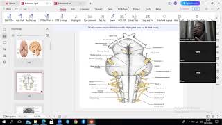 Introduction to Brainstem [upl. by Hanny719]