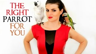 PARROT TALK 4 How To Choose The Right Parrot For You [upl. by Mcloughlin]