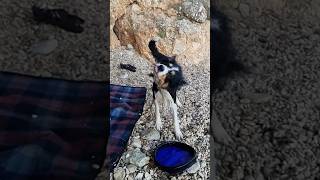 Dog Splash Zone 🌊🐾 Max Shakes Off in Epic Slow Motion BorderCollie BeachDog OceanVibes DogLife [upl. by Ahsinahs]