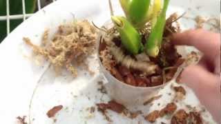 Orchid care How to rescue an Orchid repotting and roots tutorial pt 2 quot How to care for Orchidsquot [upl. by Varian]