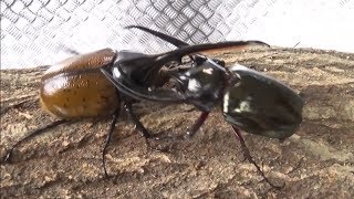 コーカサスオオカブトvsヘラクレスリッキー Chalcosoma caucasus vs Dynastes hercules lichyi [upl. by Supmart]