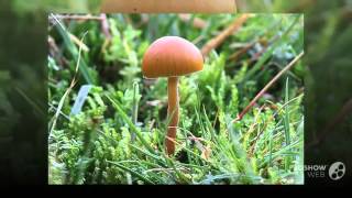 Galerina sphagnorum  fungi kingdom [upl. by Stanway]