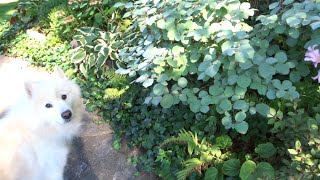 GardenLou Talks Plants Fothergilla [upl. by Sall733]