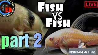 Fish vs Fish Croys part 2 [upl. by Lenrow]