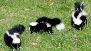 15 Amazing facts about the Skunk [upl. by Blanka]