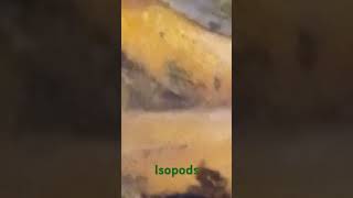 Isopods  The best pet crustaceans [upl. by Frederik]