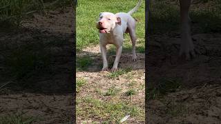 would you try to take Ice’s Tennis Ball treezyinc pitbull dogs floridapitbulls [upl. by Jaddo]