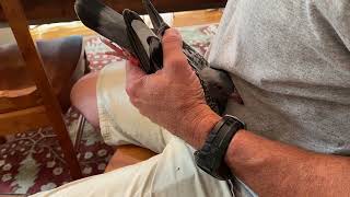 Tutorial on Vaccinating Racing Pigeons for PMV and Pox [upl. by Kimble]