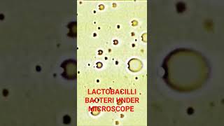 LACTOBACILLI BACTERIA UNDER MICROSCOPE short shorts viral trending [upl. by Adigirb]