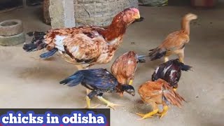 Full tamper tail aseel chicks quality  best colors in parrot beak aseel breed India fancy chicken [upl. by Clorinda650]