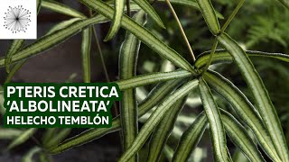 Plantas de sombra Todo sobre el Helecho Pteris cretica Albolineata o Helecho Temblón [upl. by Anier]