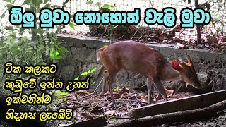 Olu Muwa or Welli Muwa  ඕලු මුවා  වැලි මුවා  at Horagolla National Park [upl. by Ocin337]