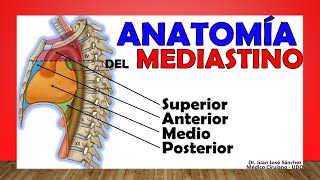 🥇 MEDIASTINO Anatomía Divisiones Contenido Limites [upl. by Merlin]