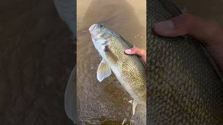 Mississippi River Walleye 25 inchercatchandrelease fishing mississippiriver walleyefishing [upl. by Bancroft]