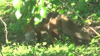 Fox Eating Mulberries [upl. by Nairod]