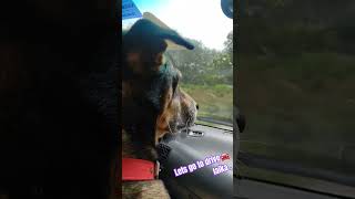 Laika is very exhausted and very happy to go drive🚘  Dog loves [upl. by Iclehc]