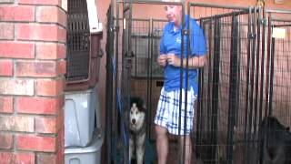 Severely Agressive Dog on Death Row Meets the Miami Dog Whisperer  PART 2 [upl. by Edyaj]