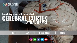 Complete Visual Description of Lateral Surface of Cerebral Cortex  Anatomical Model  The Mavens [upl. by Ecerahc]