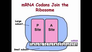 Binding Sites of tRNA for DNA Translation [upl. by Zachary]