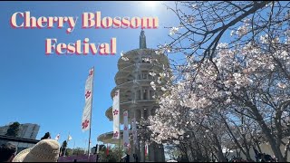 Cherry Blossom Festival  April 16th  21rst 2024 [upl. by Valley]