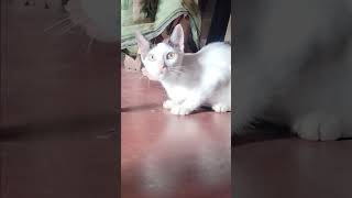 Tukur tukur dekhte ho kyacat catcute cute cuteanimal babyanimal funny bollywood viralvideo [upl. by Anileba]