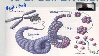 Chapter 10 Part 3  Eukaryotic Chromosomes [upl. by Hewett]