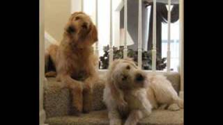 Cute Labradoodle Puppy Video [upl. by Dorn60]