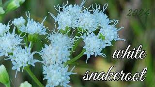 White Snakeroot [upl. by Aiekahs357]