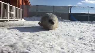 Cute Seal Bouncing [upl. by Ihab685]