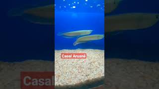 casal Aruanã peixes aquário aruanã aruana fish arowana aquarium arowanalovers monsterfish [upl. by Inajna]