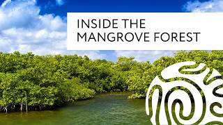 Inside the Mangrove Forest [upl. by Lorenzo]