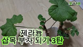 제라늄 삽목 부자 되는 방법 3탄 [upl. by Anihpled]