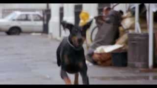 Dobermans in movie 28 Доберманы в кино [upl. by Euqnom]