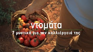 🍅 Ντομάτα 7 μυστικά για την καλλιέργειά της  Τα Μυστικά του Κήπου [upl. by Cinda743]