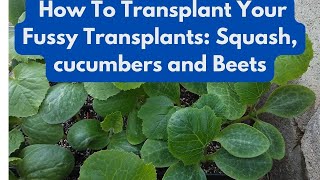 How To Transplant Your Fussy Transplants Squash Cucumbers and Beets [upl. by Sanoy]