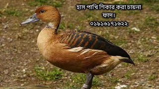 bali hash dhora faddak pakhi dhora fadwaterhen dahuk bird trap hunting [upl. by Nilsoj]